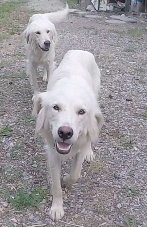 dog